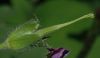 image of Geranium maculatum