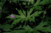 image of Geranium maculatum