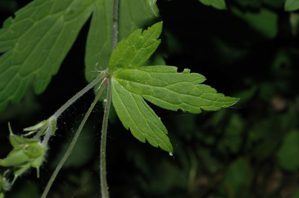 Geraniaceae Geranium maculatum