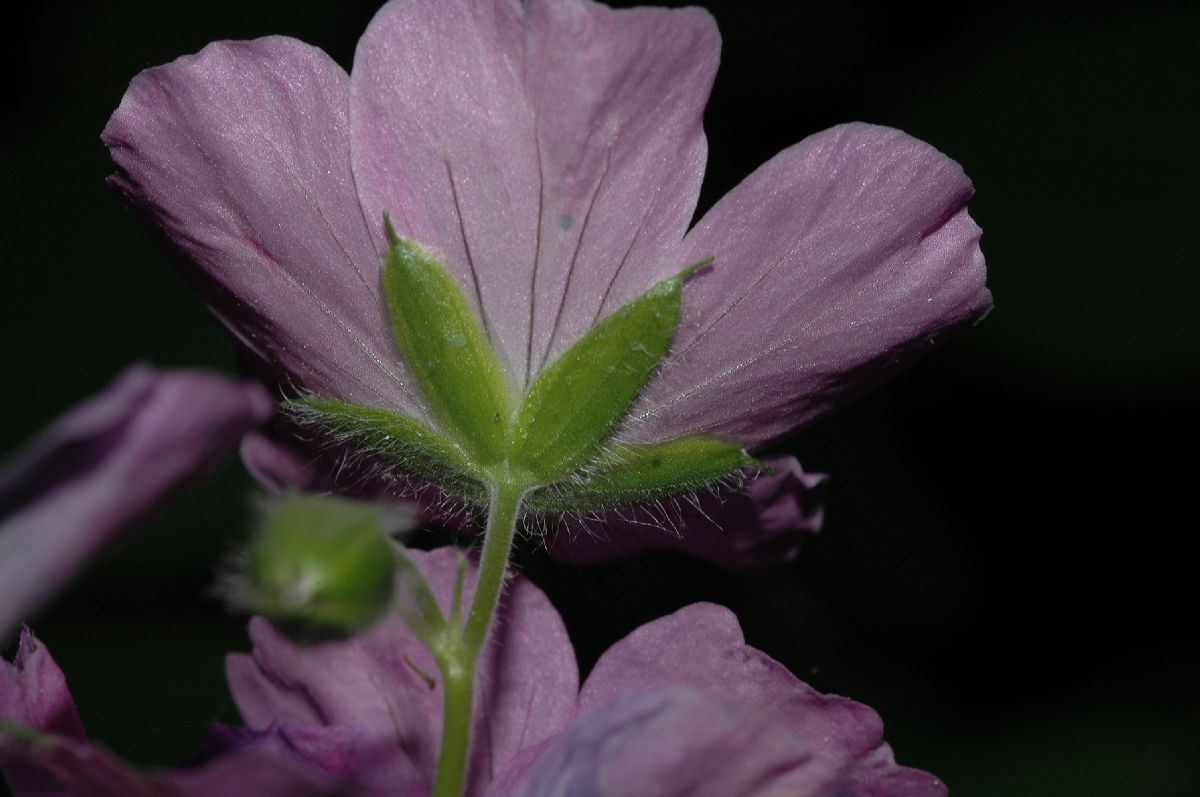 Geraniaceae Geranium maculatum