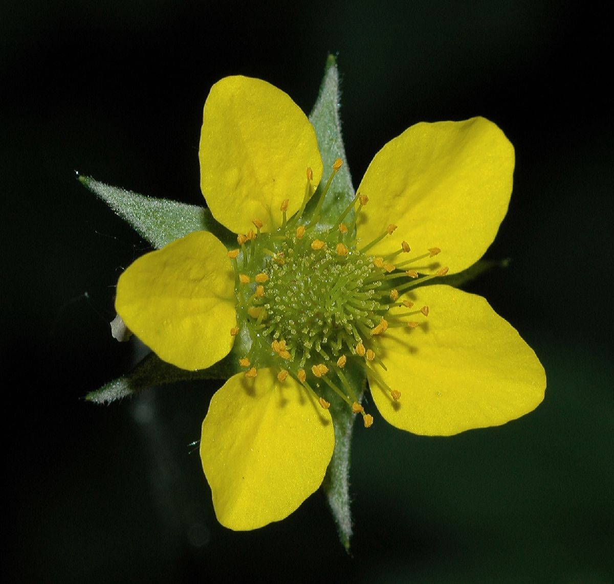 Rosaceae Geum aleppicum