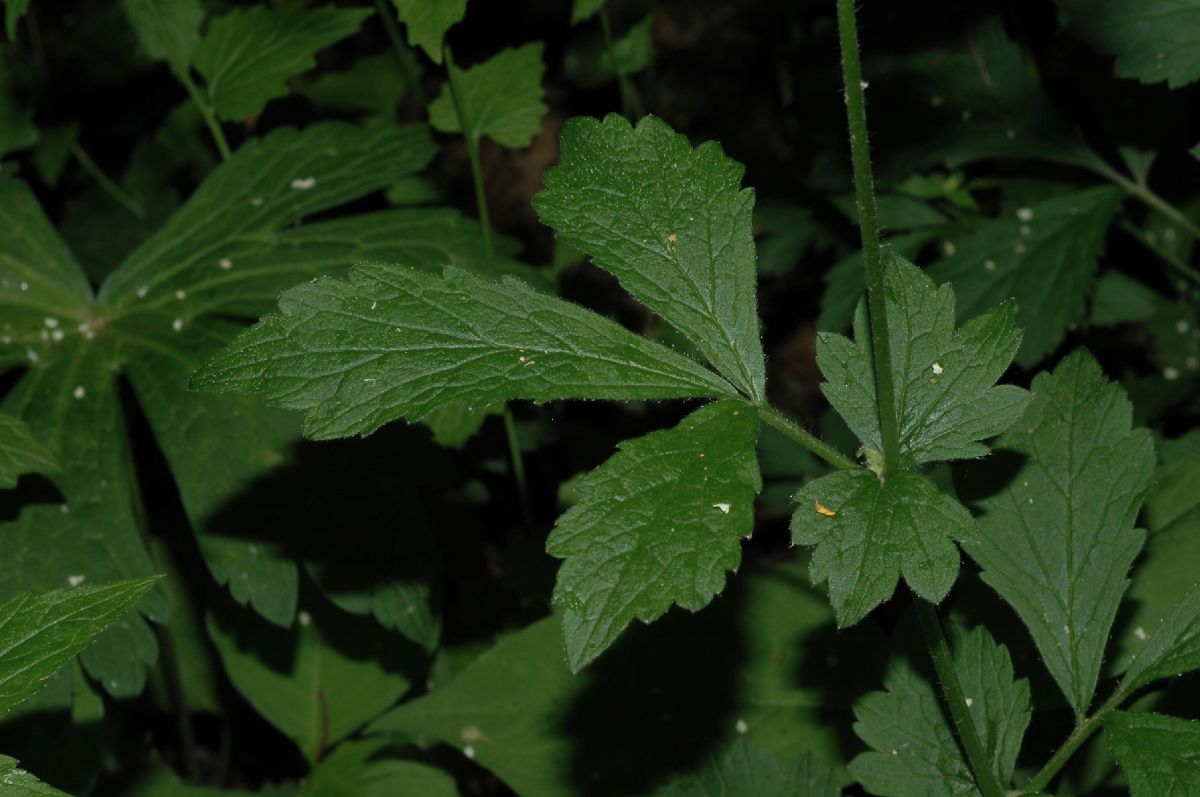 Rosaceae Geum aleppicum