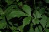 image of Geum aleppicum