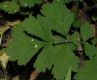 image of Geum aleppicum