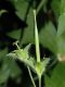 image of Geranium maculatum