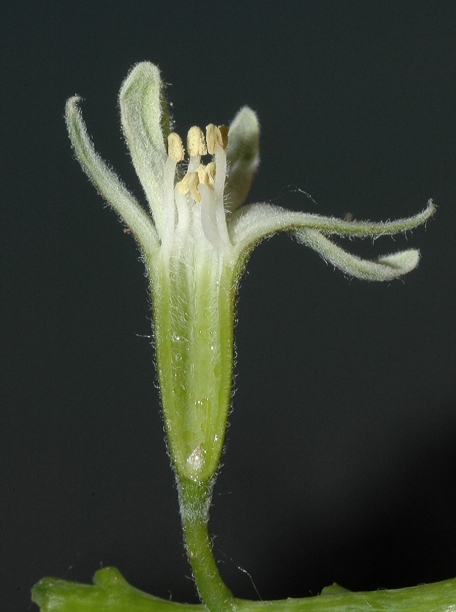 Fabaceae Gymnocladus dioica