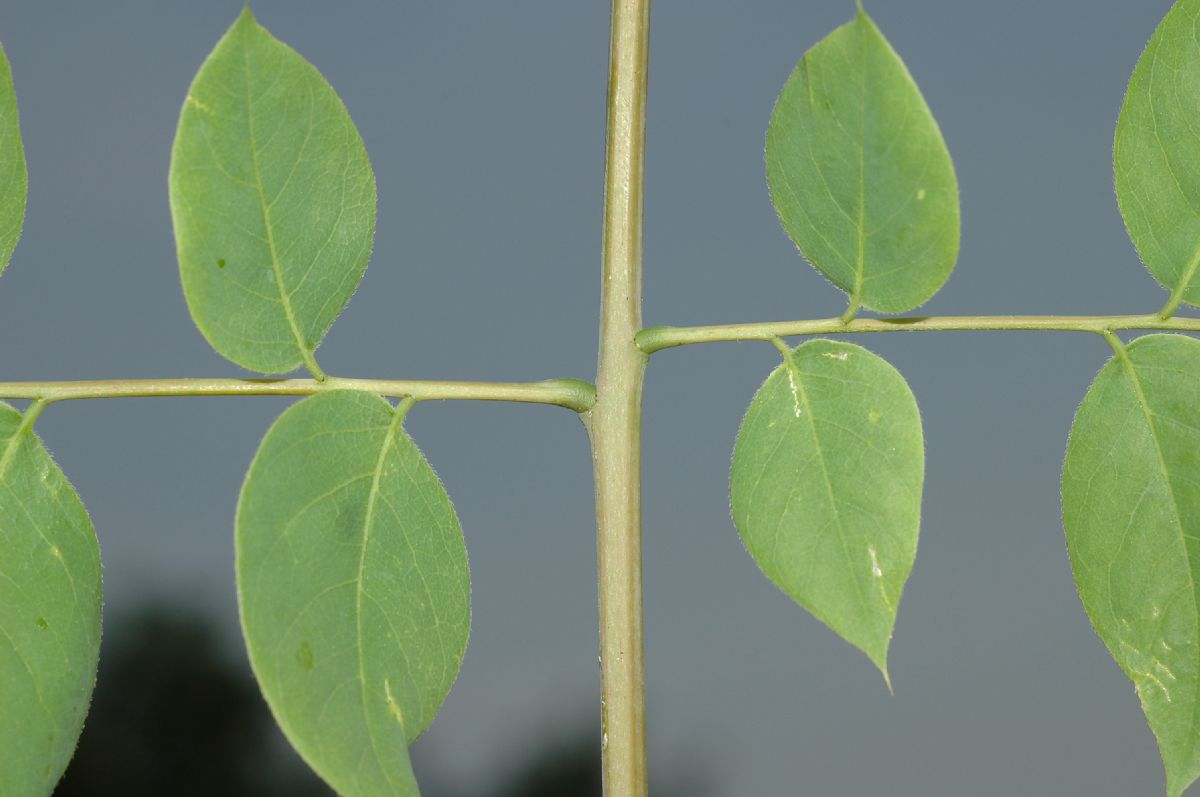Fabaceae Gymnocladus dioica