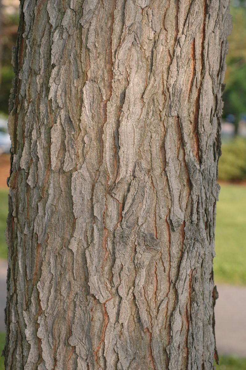 Fabaceae Gymnocladus dioica