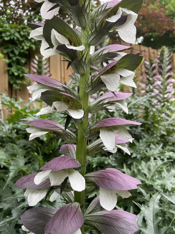 Acanthaceae Acanthus mollis