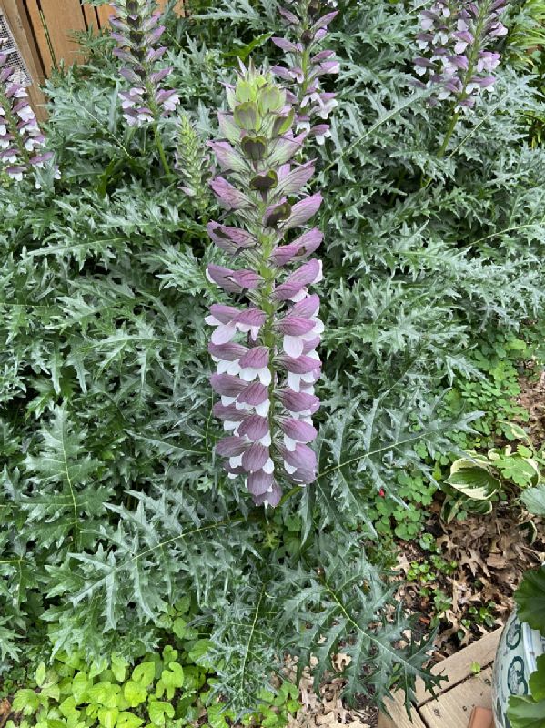 Acanthaceae Acanthus mollis