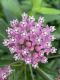 image of Asclepias incarnata