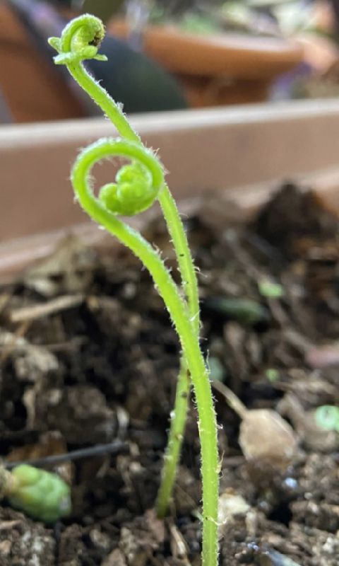 Athyriaceae Deparia petersenii