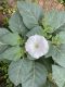 image of Datura innoxia
