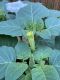 image of Datura innoxia