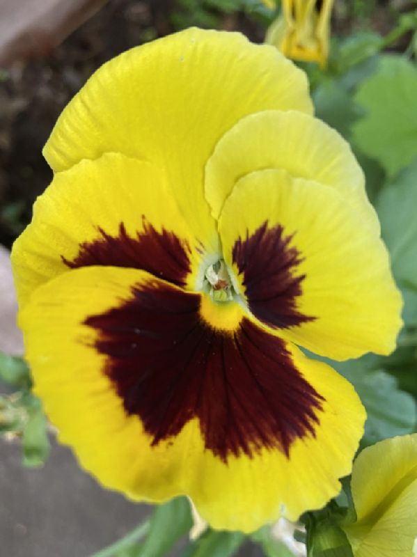 Violaceae Viola tricolor