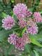 image of Asclepias incarnata