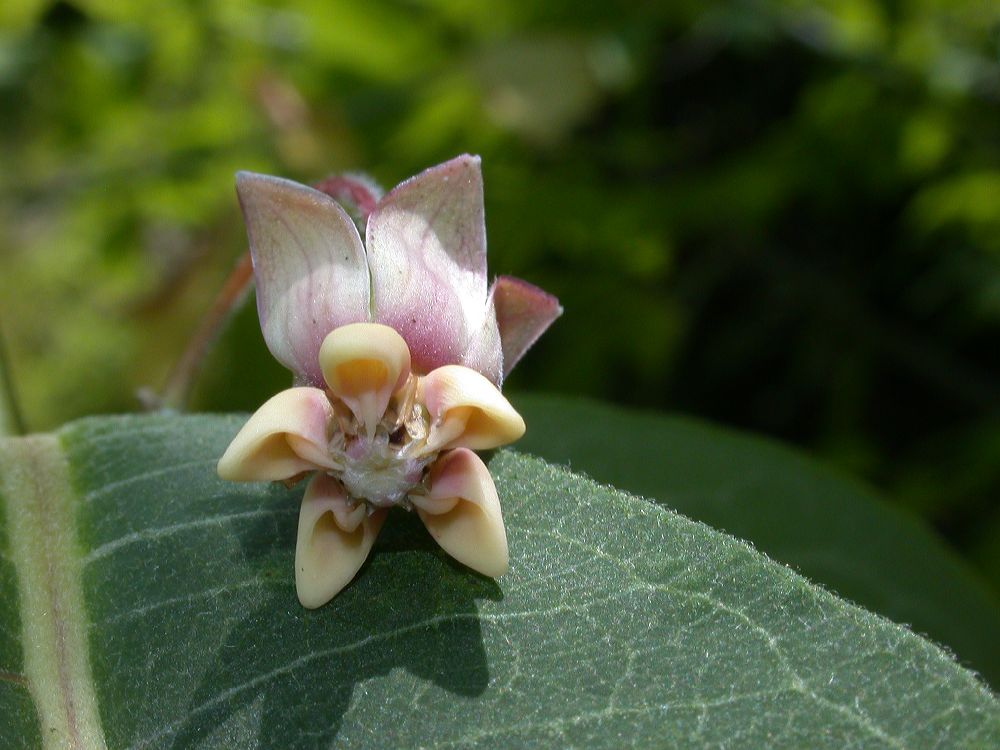 Apocynaceae Asclepias syriaca