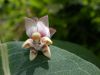 image of Asclepias syriaca