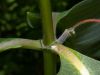 image of Asclepias syriaca