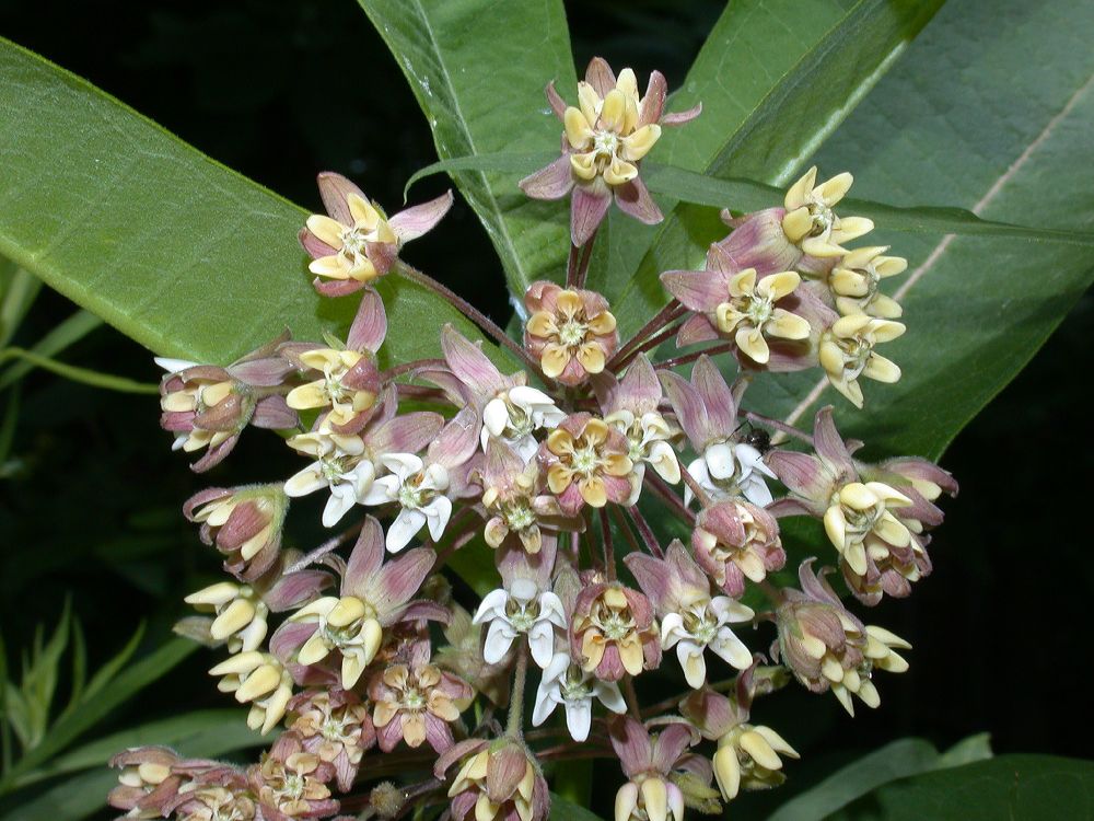 Apocynaceae Asclepias syriaca