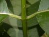 image of Asclepias syriaca