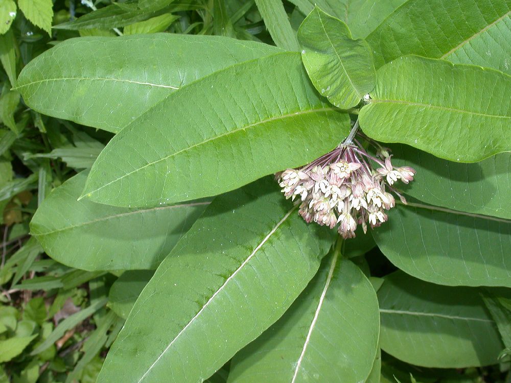 Apocynaceae Asclepias syriaca