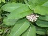 image of Asclepias syriaca