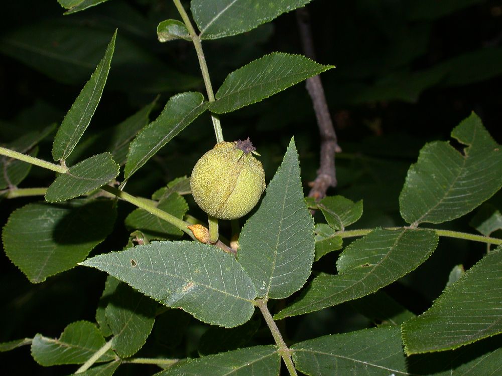 Juglandaceae Carya cordiformis