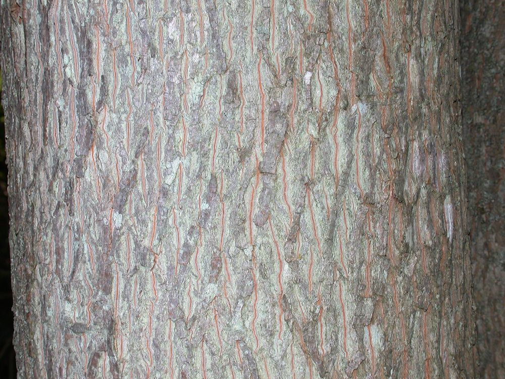 Juglandaceae Carya cordiformis