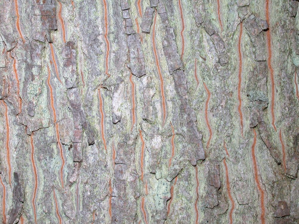 Juglandaceae Carya cordiformis