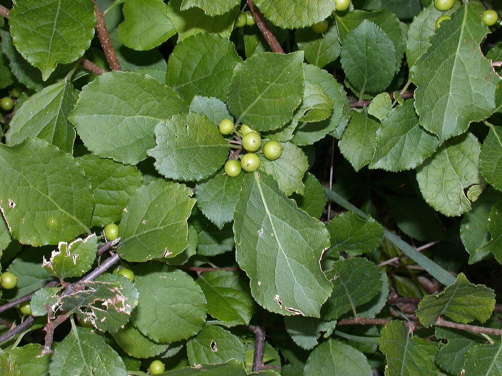 Celastraceae Celastrus orbiculatus