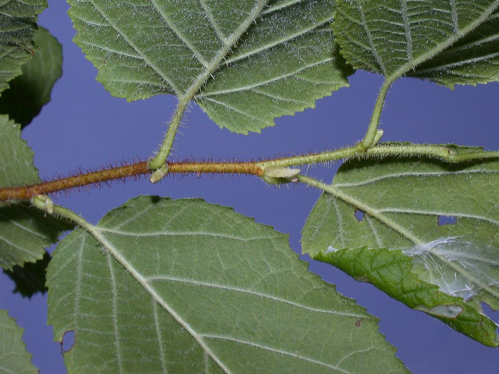 Betulaceae Corylus americana