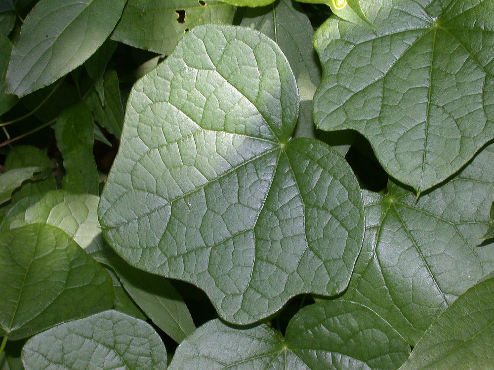 Menispermaceae Menispermum canadense
