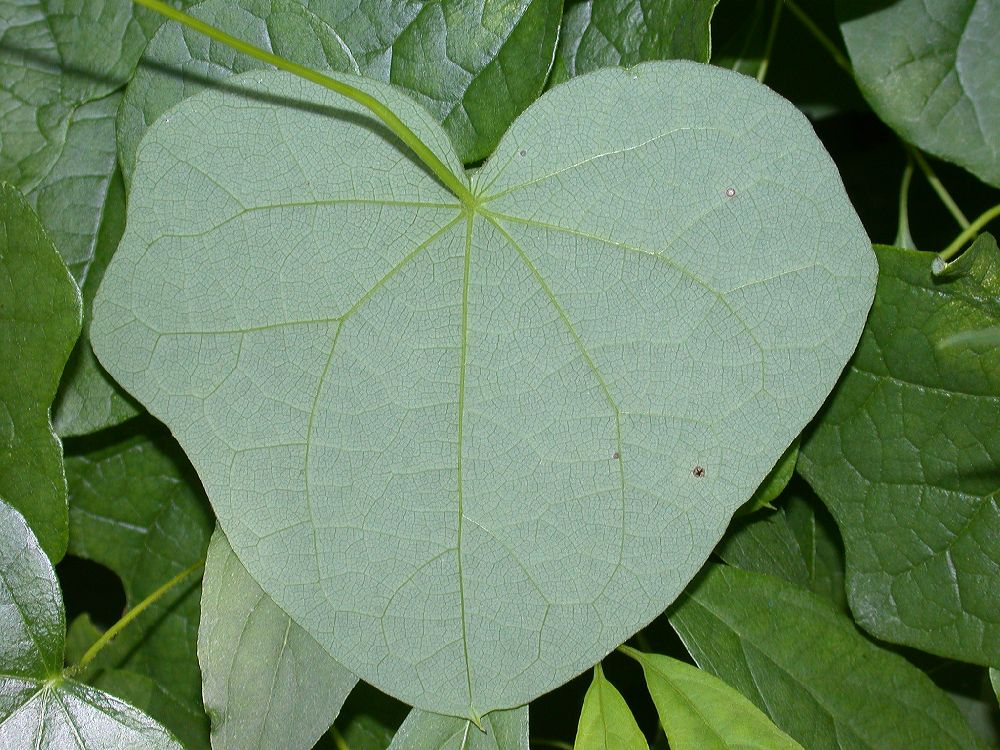 Menispermaceae Menispermum canadense