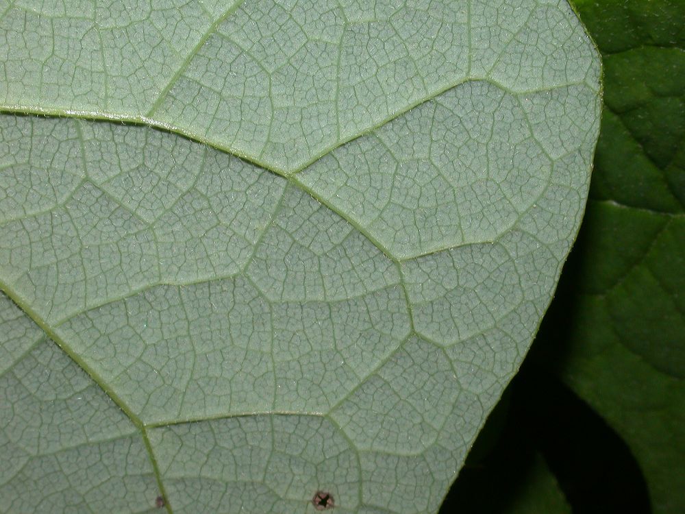 Menispermaceae Menispermum canadense