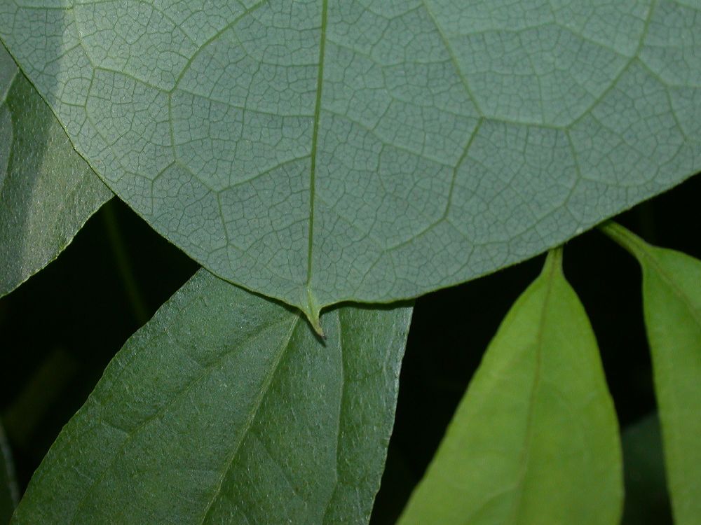 Menispermaceae Menispermum canadense