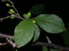 image of Lindera benzoin