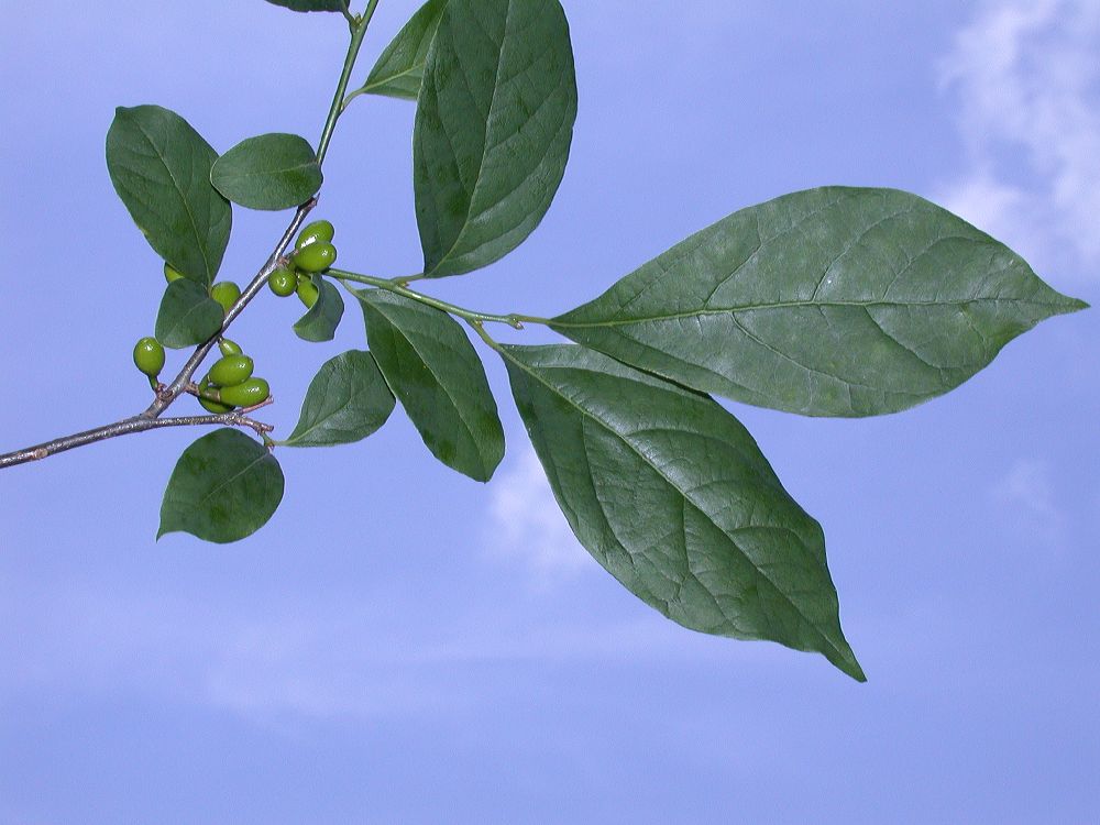 Lauraceae Lindera benzoin