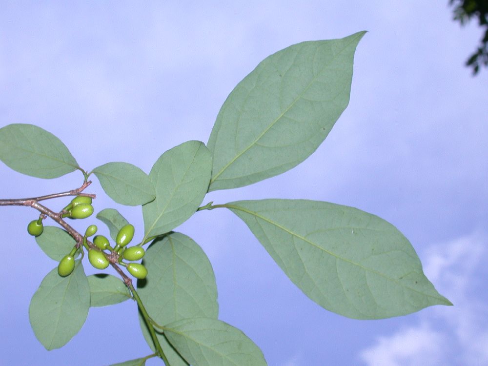 Lauraceae Lindera benzoin