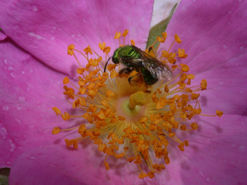 Halictidae  