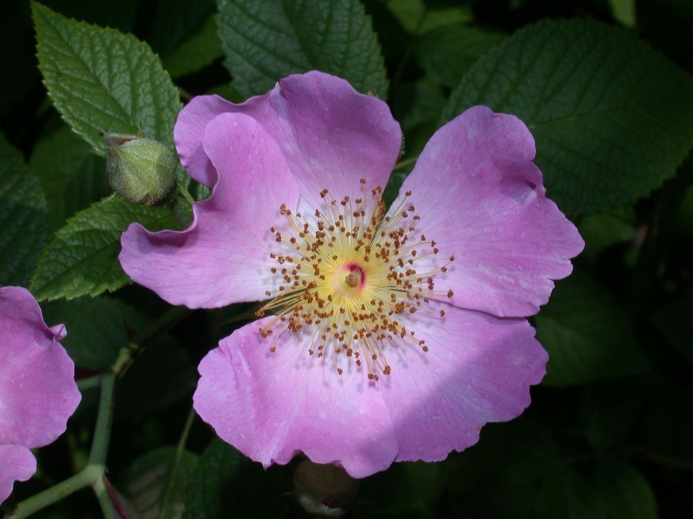 Rosaceae Rosa setigera