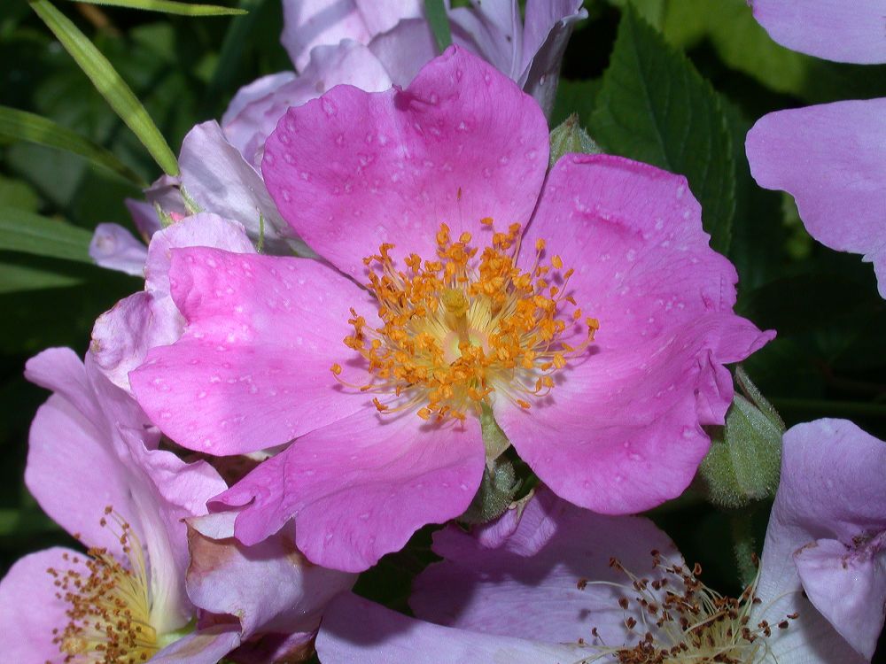 Rosaceae Rosa setigera