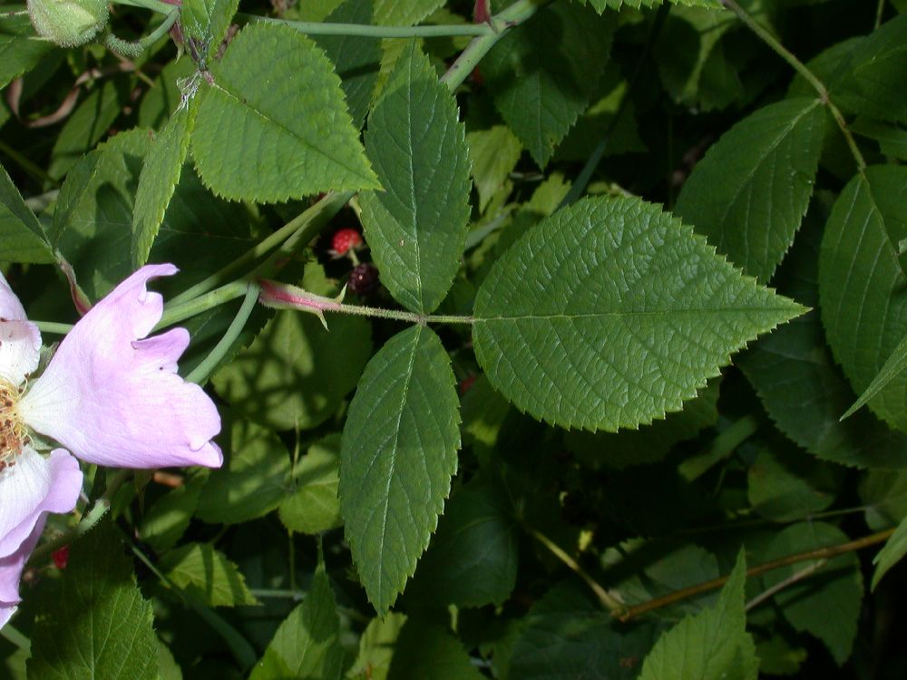 Rosaceae Rosa setigera