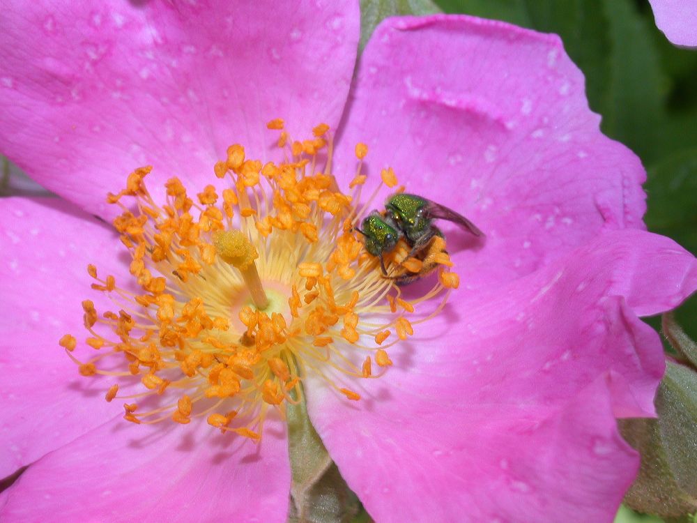 Halictidae  