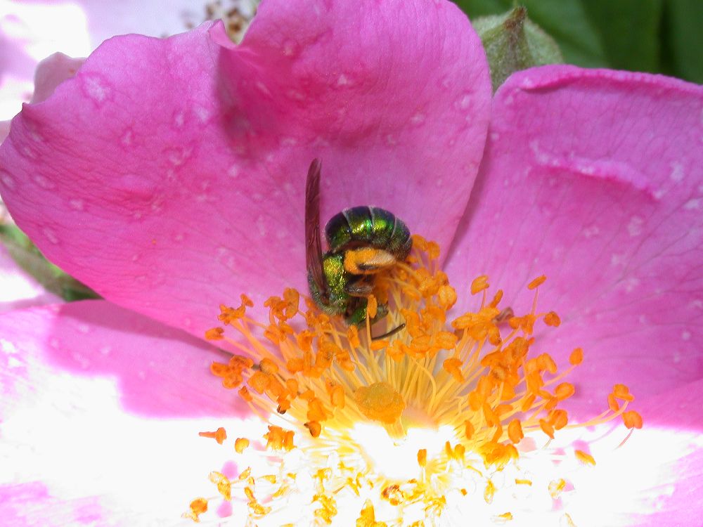 Halictidae  