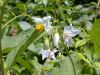 image of Solanum carolinense