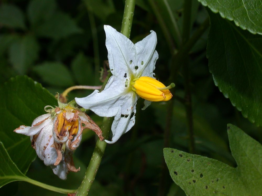 Solanaceae Solanum carolinense