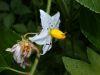 image of Solanum carolinense