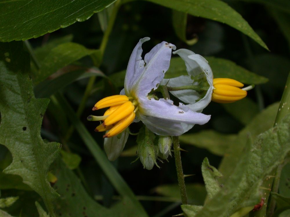 Solanaceae Solanum carolinense