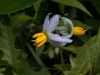 image of Solanum carolinense